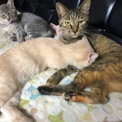 【ずっとのお家が決まりました🍀*゜⠀】ちいさなサビ猫の女の子【避...
