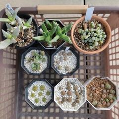 多肉植物(　)