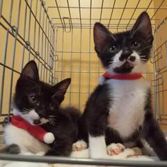 アゴヒゲ＆チョビヒゲ白黒兄弟😸🐾