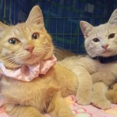 【11/27譲渡会参加@飯塚市】茶トラ♀♂　兄妹です🐈