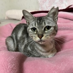 アメショー風の甘えん坊な女の子💕