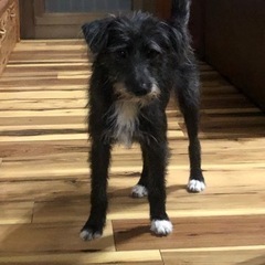 家族になってくださいませんか(再度募集)