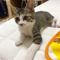 ヤンチャで甘えん坊です