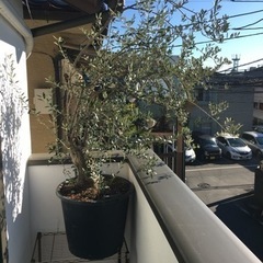 オリーブ(幹がカッコいい個体)観葉植物