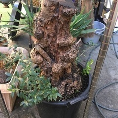 オリーブ(塊根風仕立て)観葉植物