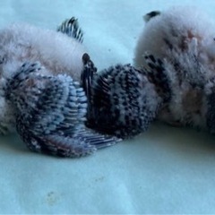 お話し中　セキセイインコの里親を探しています！