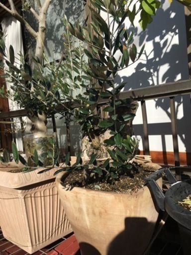 オリーブ(塊根風仕立て)小豆島産・観葉植物