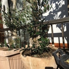 オリーブ(塊根風仕立て)小豆島産・観葉植物