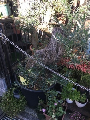 古木オリーブ(大きい個体)観葉植物