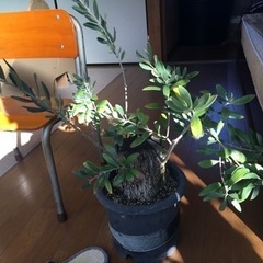 古木オリーブ(盆栽風仕立て)観葉植物