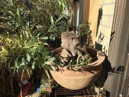 盆栽風オリーブ(幹太・切り株風仕立て)観葉植物