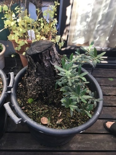 オリーブ③(塊根風仕立て)観葉植物