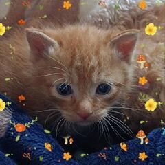 再募集します😺