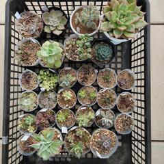 多肉植物エケベリア(その1)