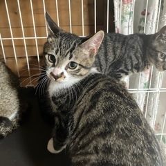 里親募集しています 欲しい方ご連絡ください 残り2匹です。