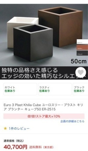 観葉植物オーガスタ　鉢　セット売り