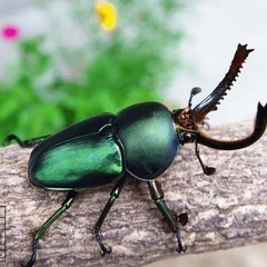 パプアキンイロクワガタ、メタリフェル　二齢幼虫