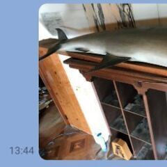 ブルーマリーン 日本名 カジキマグロの画像