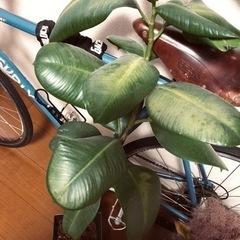 観葉植物　フィカス