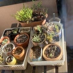 多肉植物