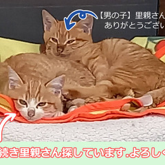 茶トラ　メスの子猫１匹