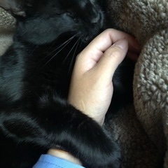 黒猫　男の子