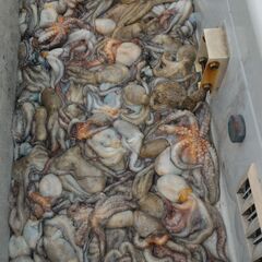 釣り仲間募集