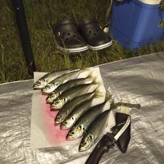 🐟福岡釣友募集🎣