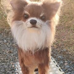 羊毛フェルト✨④チワワ