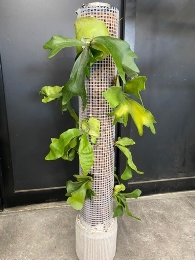 ビカクシダ　ネザーランド