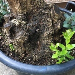 オリーブ(塊根風仕立て)観葉植物の画像