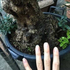 オリーブ(塊根風仕立て)観葉植物の画像