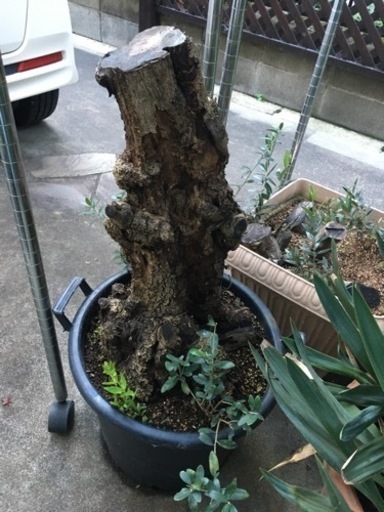 オリーブ(塊根風仕立て)観葉植物