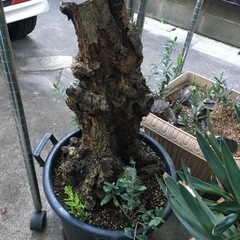 オリーブ(塊根風仕立て)観葉植物の画像
