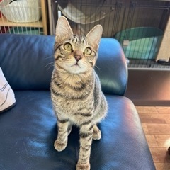 生後5ヶ月キジシロ♂黒猫♀