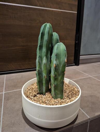 【希少】柱サボテン寄植え３本セット