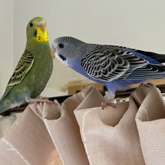 セキセイインコ2羽