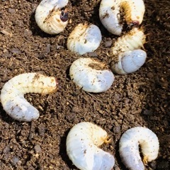 （こちら全て決まりました）国産カブトムシ幼虫プレゼント！
