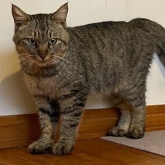 キジトラの猫ちゃんの里親になってくださる方募集