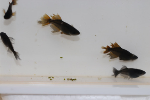 阿行雄2雌1 吽行雌2