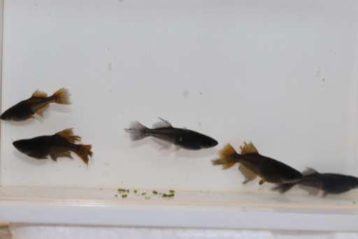 阿行雄2雌1 吽行雌2