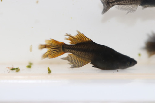 阿行雄2雌1 吽行雌2