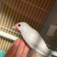文鳥さん(^^)生涯可愛がってくださる方☆ 