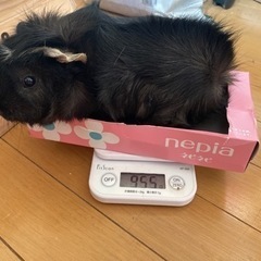 モルモット好きの友達募集