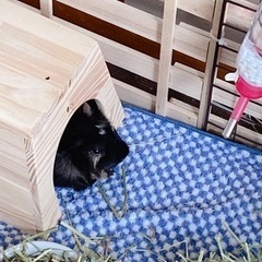 モルモット好きの友達募集 - メンバー募集
