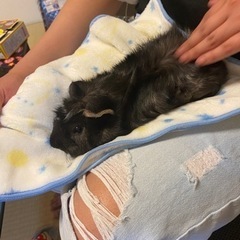 モルモット好きの友達募集 − 京都府