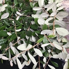 フェイジョア　生花　花材として　差し上げます　挿し木用にも　品種...