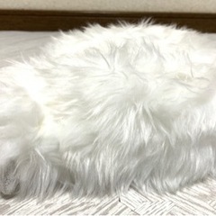 新品★コストコ  ﾙｰﾑｼｭｰｽﾞ14､16､18､20cmの画像