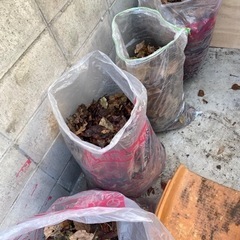 柿の落ち葉　腐葉土