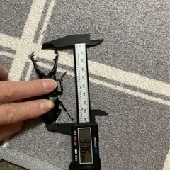 ギラファノコギリクワガタトリオ♂♂♀4000円